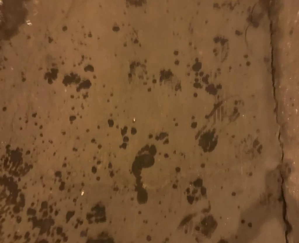 О девушке, которая спасла Светлакова, Гусева и десятки других гостей