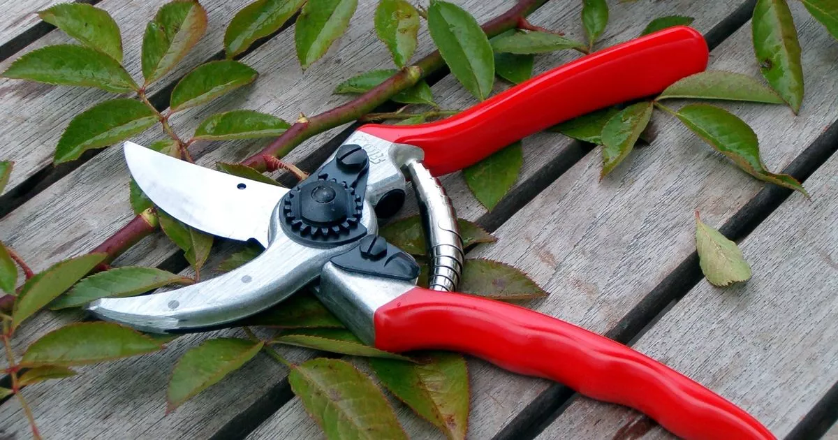 В каком городе можно выиграть «Золотой пальмовый секатор» В каком городе можно выиграть «Золотой пальмовый секатор»